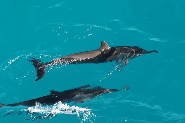 Dolphin Trips